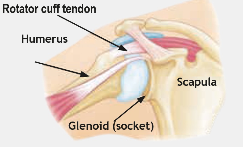 Shoulder joint