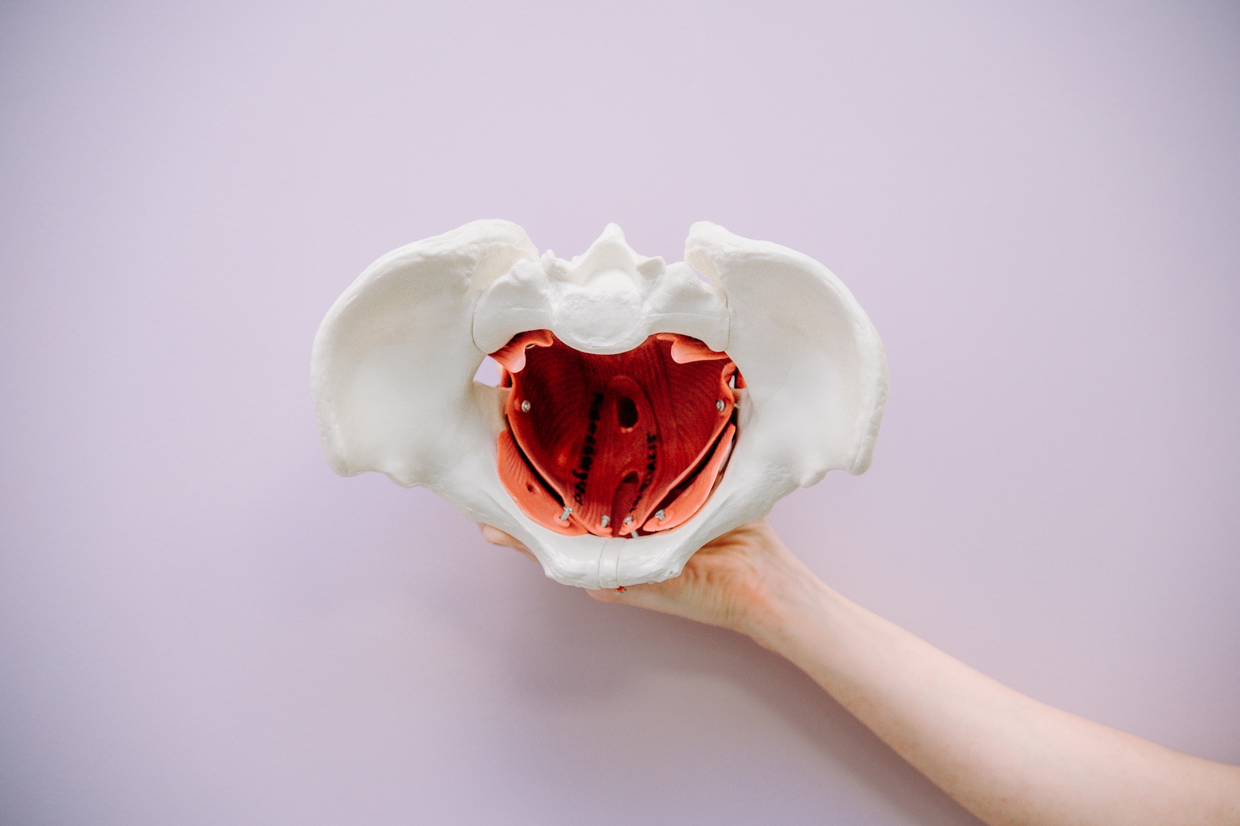 Pelvic Organ Prolapse model