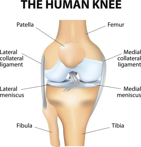 Diagram showing the anatomy of the knee